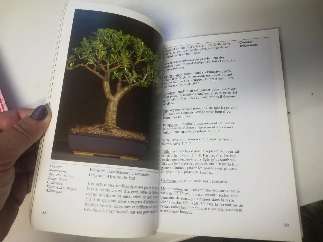 Book "INDOOR BONSAI" – photo 5